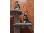 Benny, Domestic Shorthair For Adoption In Sidney, British Columbia