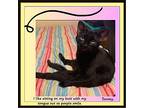 Tommy - Lap Cat, Silly, Domestic Shorthair For Adoption In Snow Camp