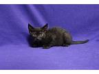 Blackjack, Domestic Shorthair For Adoption In Fountain Hills, Arizona