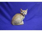 Ace, Domestic Shorthair For Adoption In Fountain Hills, Arizona