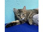 Bee-yonsay, Domestic Shorthair For Adoption In Fresno, California