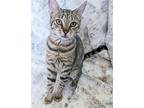 Storm, Domestic Shorthair For Adoption In Lighthouse Point, Florida