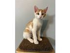 Ritz, Domestic Shorthair For Adoption In Lighthouse Point, Florida