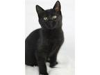 Nicky, Domestic Shorthair For Adoption In Cookeville, Tennessee