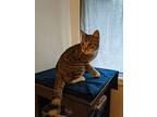 Tiptoes, American Shorthair For Adoption In Brooklyn, New York