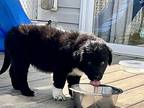 Socks - Holli’s Pups, Labrador Retriever For Adoption In Horn Lake