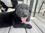 Panther - Holli’s Pups, Labrador Retriever For Adoption In Horn Lake