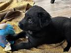 Violet - Holli’s Pups, Labrador Retriever For Adoption In Horn Lake