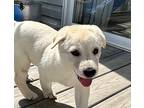 Munchkin - Holli’s Pups, Labrador Retriever For Adoption In Horn Lake