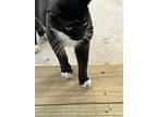Boots, American Shorthair For Adoption In Lakeland, Florida