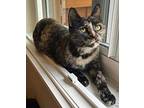 Catherine-petsmartplantationfosterhome, Domestic Shorthair For Adoption In