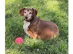 Albert3, Dachshund For Adoption In Brookfield, Connecticut