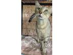 Happiest, Domestic Shorthair For Adoption In West Palm Beach, Florida