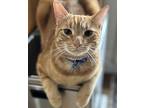 Simba, Domestic Shorthair For Adoption In West Palm Beach, Florida