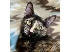 Maisie- Bonded, Domestic Shorthair For Adoption In West Palm Beach, Florida
