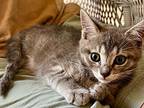 Monty, Domestic Shorthair For Adoption In West Palm Beach, Florida