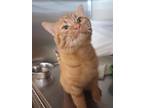 Toulouse, Domestic Shorthair For Adoption In Grand Forks, North Dakota