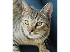Tiger, Domestic Shorthair For Adoption In West Palm Beach, Florida