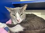 Patchi, Domestic Shorthair For Adoption In West Palm Beach, Florida