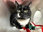 Bolo, Domestic Shorthair For Adoption In New York, New York
