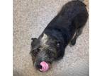 Shazzy, Cairn Terrier For Adoption In Hilton Head, South Carolina