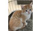 Rocky, Domestic Shorthair For Adoption In Madison Heights, Michigan