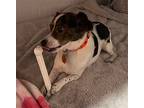 Timmy, Jack Russell Terrier For Adoption In Hamilton, New Jersey