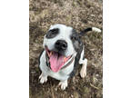 Bruno, American Pit Bull Terrier For Adoption In Fort Dodge, Iowa