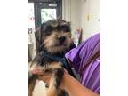 Sparky, Terrier (unknown Type, Small) For Adoption In Fort Worth, Texas
