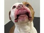 Saffron, American Pit Bull Terrier For Adoption In Silverdale, Washington