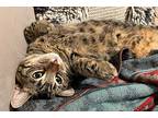 Ollie, Domestic Shorthair For Adoption In Chicago, Illinois