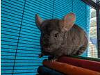 Kahana, Chinchilla For Adoption In Chino, California