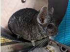 Raven, Chinchilla For Adoption In Chino, California