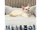 Thomas, Siamese For Adoption In Lewisville, Texas