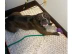 Cocoa, American Pit Bull Terrier For Adoption In Seattle, Washington