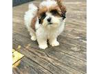 Cookie - Toy Shihpoo