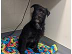 Muffin, Terrier (unknown Type, Small) For Adoption In Bellevue, Washington