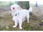 Trixie, Silky Terrier For Adoption In Bellevue, Washington