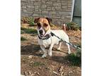 Oscar - Cp, Jack Russell Terrier For Adoption In Columbia, Tennessee