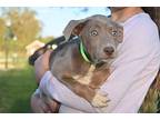 Rayne, Terrier (unknown Type, Medium) For Adoption In Matawan, New Jersey