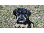 Archer, Labrador Retriever For Adoption In Tampa, Florida