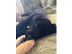 Midnight, Labrador Retriever For Adoption In Tampa, Florida