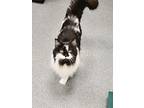 Lucky, Domestic Longhair For Adoption In Sheboygan, Wisconsin