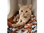 Tommy The Cat, Domestic Shorthair For Adoption In Newport, North Carolina