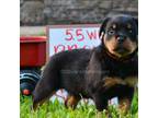 Rottweiler Puppy for sale in Goodlettsville, TN, USA