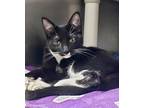 Hans, Domestic Shorthair For Adoption In Newport, North Carolina