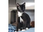 Jasper, Domestic Shorthair For Adoption In Newport, North Carolina