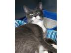 Miss Belvedere, Domestic Shorthair For Adoption In Newport, North Carolina