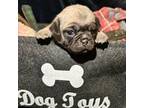 Pug Puppy for sale in Tallahassee, FL, USA