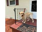Labrador Retriever Puppy for sale in Madison Heights, VA, USA